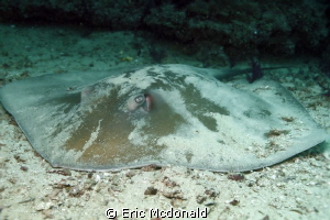 STINGRAY was aggreeable to let me take his photo for awhile by Eric Mcdonald 